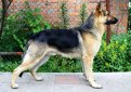 Восточноевропейская овчарка (Востарь, восточник) / East European Shepherd Восточноевропейская овчарка (Востарь, восточник) / East European Shepherd