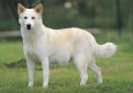 Ханаанская собака / Canaad Dog (Kelef K'naani, Israel Canaan Dog)