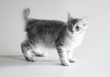 Американский бобтейл / American Bobtail