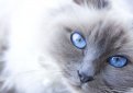 Священная бирма (Бирманская кошка) / Birman Cat