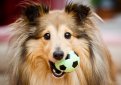 Шелти (Шетландская овчарка) / Shetland Sheepdog (Sheltie)