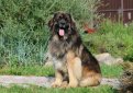 Леонбергер / Leonberger