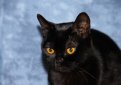 Бомбей (Бомбейская кошка) / Bombay Cat