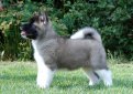 Большая японская собака (Американская акита) / American Akita (Great Japanese Dog)