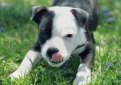 Американский стаффордширский терьер / American Staffordshire Terrier