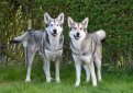 Волчья собака Сарлоса (Сарлос, сарлосская волчья собака) / Saarlooswolfhond (Saarloos Wolfdog)