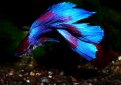 Петушок (Бойцовская рыбка, сиамский петушок) / Betta Splendens Regan (Betta Splendens) Петушок (Бойцовская рыбка, сиамский петушок) / Betta Splendens Regan (Betta Splendens)