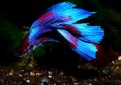 Петушок (Бойцовская рыбка, сиамский петушок) / Betta Splendens Regan (Betta Splendens)