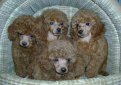 Пудель / Poodle