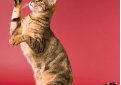 Сококе (Соукок) / Sokoke Cat