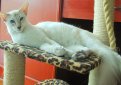 Яванская кошка (Яванез) / Javanese Cat Яванская кошка (Яванез) / Javanese Cat