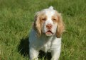 Кламбер-спаниель (Кламбер) / Clumber Spaniel