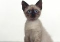 Сиамская кошка (Сиам) / Siamese Cat Сиамская кошка (Сиам) / Siamese Cat