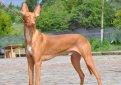 Фараонова собака / Pharaoh Hound (Kelb-tal Fenek) Фараонова собака / Pharaoh Hound (Kelb-tal Fenek)