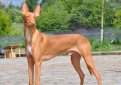 Фараонова собака / Pharaoh Hound (Kelb-tal Fenek)