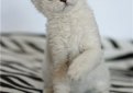 Селкирк рекс / Selkirk Rex