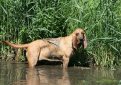 Бладхаунд (Собака Св. Губерта) / Bloodhound (Chien de Saint-Hubert, St. Hubert Hound, Sleuth Hound)