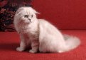 Шотландская вислоухая длинношерстная кошка (Хайленд фолд) / Highland Fold Cat