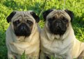 Мопс / Mops (Pug, Carlin)