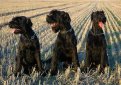 Ризеншнауцер (Гигантский шнауцер) / Riesenschnauzer (Giant Schnauzer)