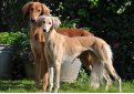 Салюки (Персидская борзая, газелья собака) / Saluki (Persian Greyhound)