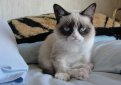 Самый сердитый кот в мире стал телезвездой Самый сердитый кот в мире стал телезвездой