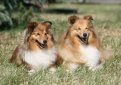 Шелти (Шетландская овчарка) / Shetland Sheepdog (Sheltie)