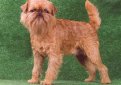 Бельгийский гриффон / Griffon Belge (Belgian Griffon) Бельгийский гриффон / Griffon Belge (Belgian Griffon)