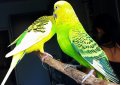 Клетка для попугая Клетка для попугая