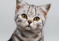 Американская короткошерстная кошка / American Shorthair Cat