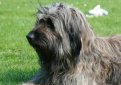 Каталонская овчарка (Гос д'Атура) / Catalan Sheepdog (Perro de Pastor Catalon, Gos d'Atura Catala)