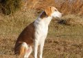 Американский фоксхаунд / American Foxhound Американский фоксхаунд / American Foxhound