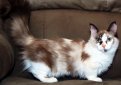 Манчкин / Munchkin Cat