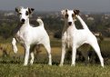 Гладкошерстный фокстерьер / Smooth Fox Terrier