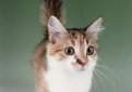 Манчкин / Munchkin Cat Манчкин / Munchkin Cat