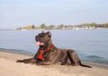 Канарская собака (Канарский дог, перро де преса канарио) / Perro de Presa Canario (Canary Dog, de Presa Canario, Dogo canario)