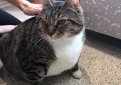В США через фейсбук нашли хозяина толстому коту по кличке Пончик