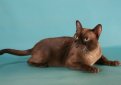 Бурма (Бурманская кошка) / Burmese Cat