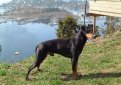 Манчестерский терьер / Manchester Terrier (Black and Tan Terrier)