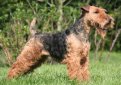 Вельштерьер (Уэльский терьер, вельш-терьер) / Welsh Terrier (Welshie)