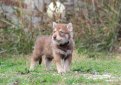 Сарлос (Волчья собака Сарлоса, сарлосская волчья собака) / Saarlooswolfhond (Saarloos Wolfdog)