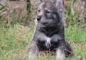 Волчья собака Сарлоса (Сарлос, сарлосская волчья собака) / Saarlooswolfhond (Saarloos Wolfdog)