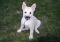 Норвежский бухунд (Норвежская лайка, норск бухунд) / Norsk Buhund (Norwegian Buhund, Norwegian Sheepdog, Nordiske Sitz-hunde)