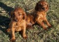 Ирландский сеттер (Ирландский красный сеттер) / Irish Setter (Irish Red Setter)