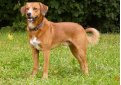 Австрийский короткошерстный пинчер / Austrian Shorthaired Pinscher Австрийский короткошерстный пинчер / Austrian Shorthaired Pinscher