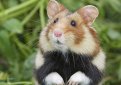 Обыкновенный хомяк / Cricetus Cricetus Обыкновенный хомяк / Cricetus Cricetus