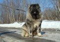 Кавказская овчарка / Caucasian Shepherd (Caucasian Sheepdog)