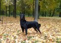 Босерон (Французская овчарка, овчарка из провинции Бос) / Beauceron (Berger de Beauce, Bas Rouge, French Shorthaired, Beauce Shepherd)