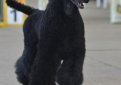 Пудель / Poodle