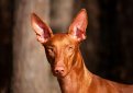 Фараонова собака / Pharaoh Hound (Kelb-tal Fenek)